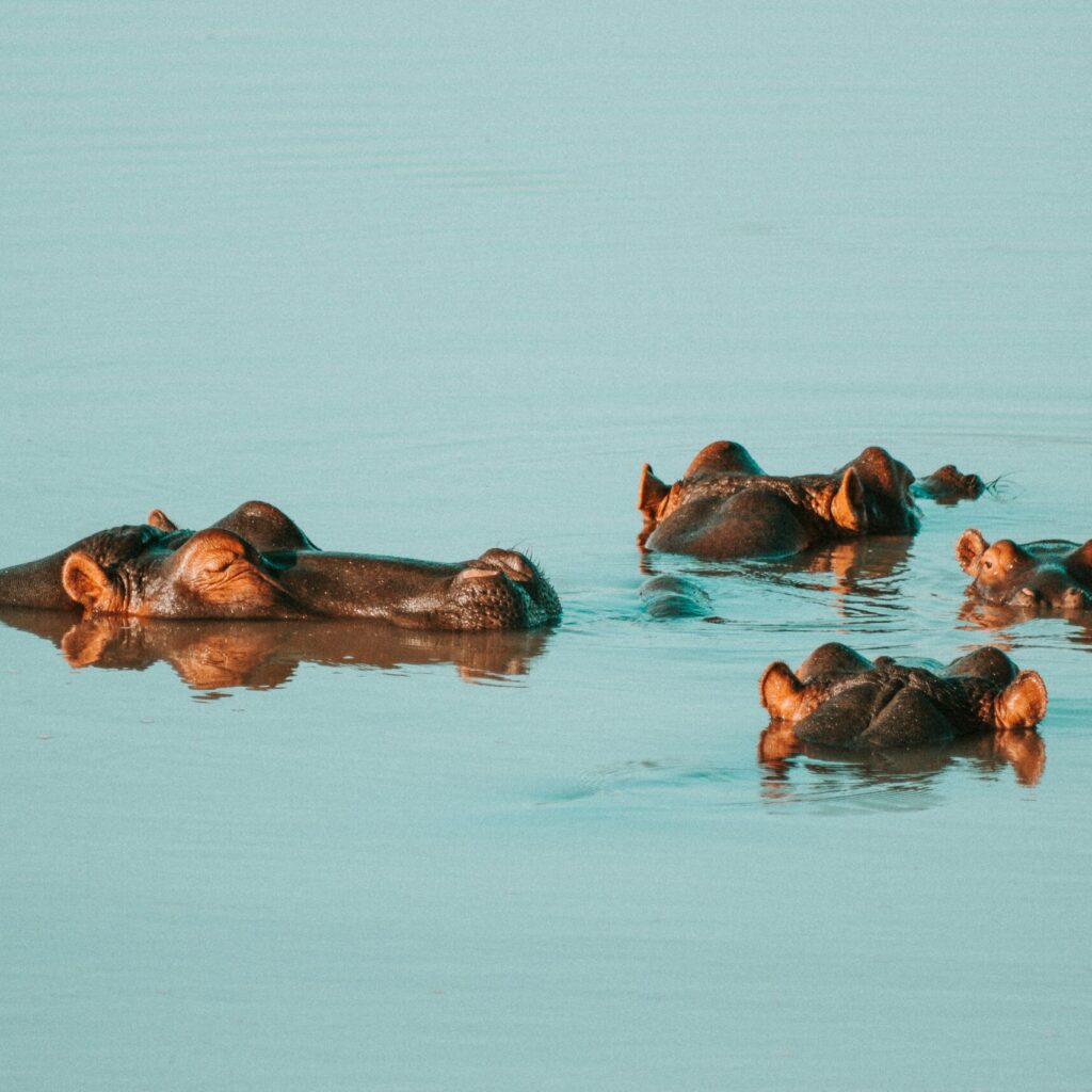 Hippos