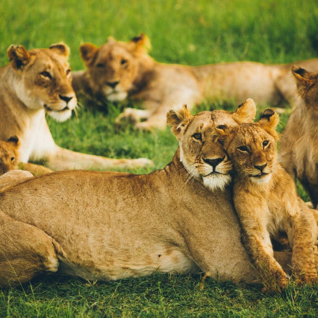 Lions